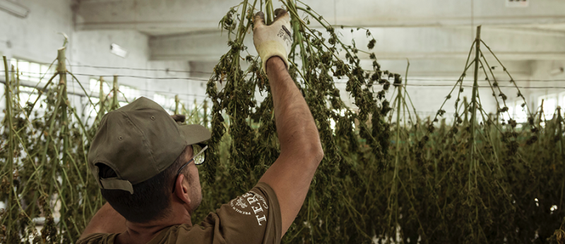 Legalização da Cannabis ajuda a criar novos empregos