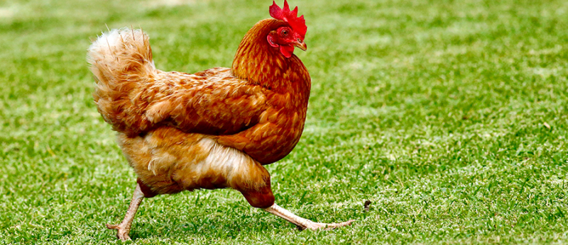 Cannabis substitui antibióticos em criação de galinhas na Tailândia