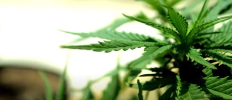 Justiça autoriza pais de criança autista plantar cannabis em campinas