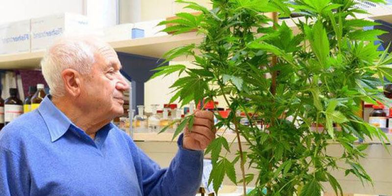 Raphael Mechoulam é o pai da Cannabis