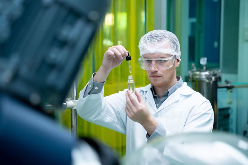 Researcher analyzing green leaves cannabis oil for medicinal in a greenhouse.